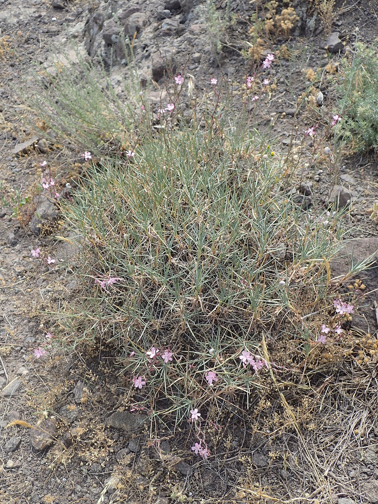 Acantholimon karelinii: Acantholimon karelinii in Shaki, Armenia