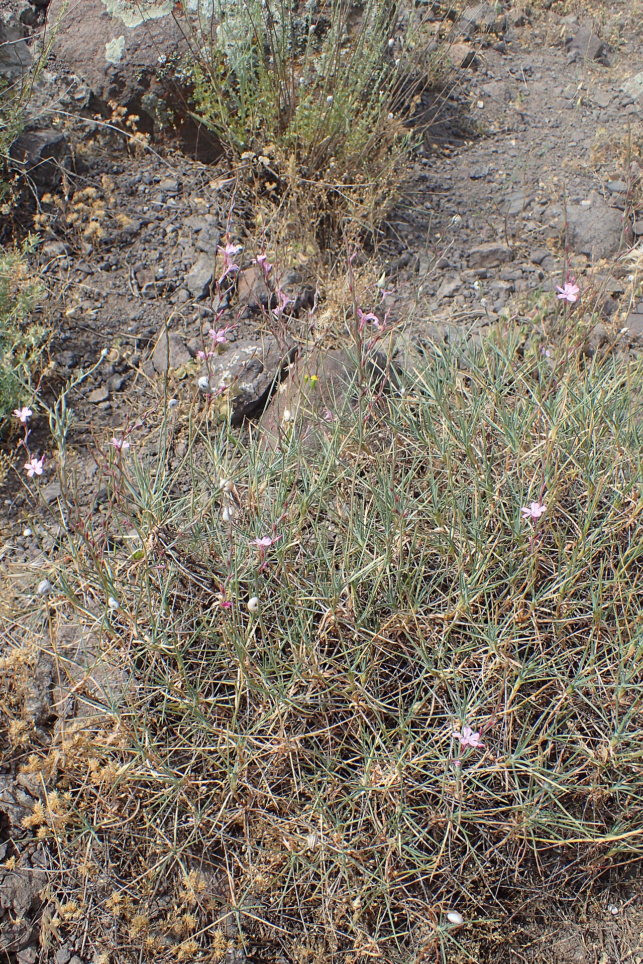 Acantholimon karelinii: Acantholimon karelinii in Shaki, Armenia