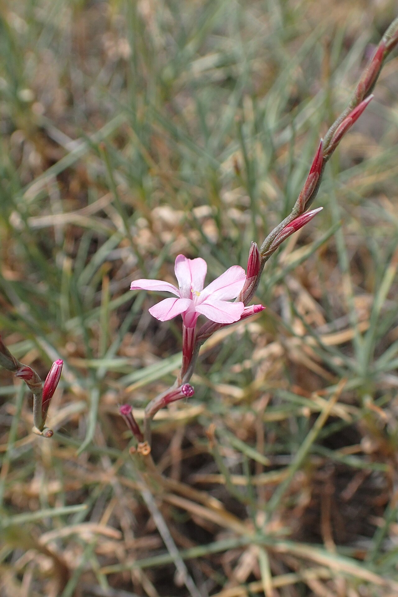 Acantholimon karelinii: Acantholimon karelinii in Shaki, Armenia