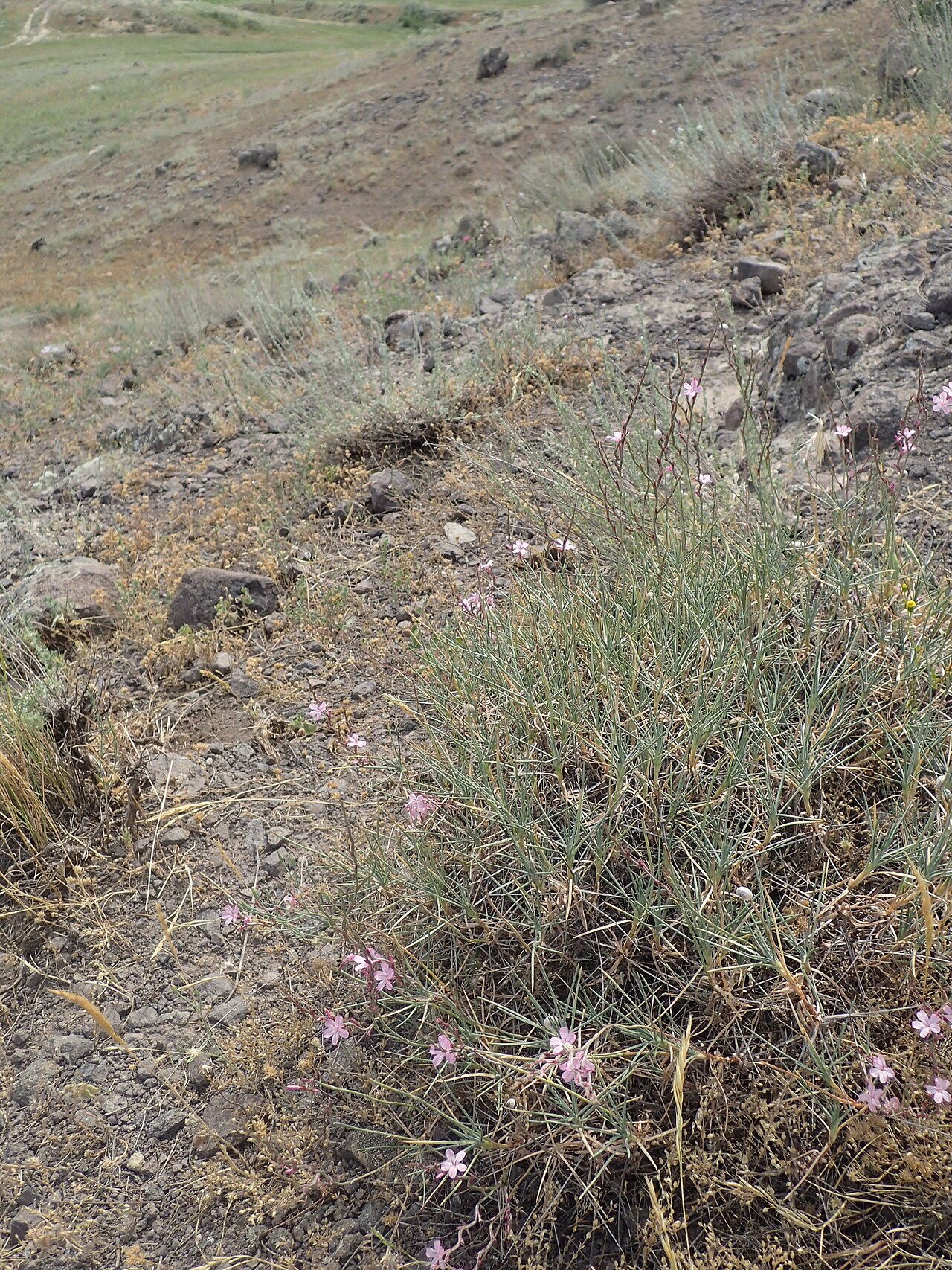 Acantholimon karelinii: Acantholimon karelinii in Shaki, Armenia