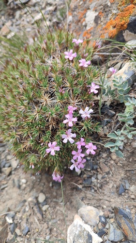 Acantholimon kokandense (Acantholimon kokandense)