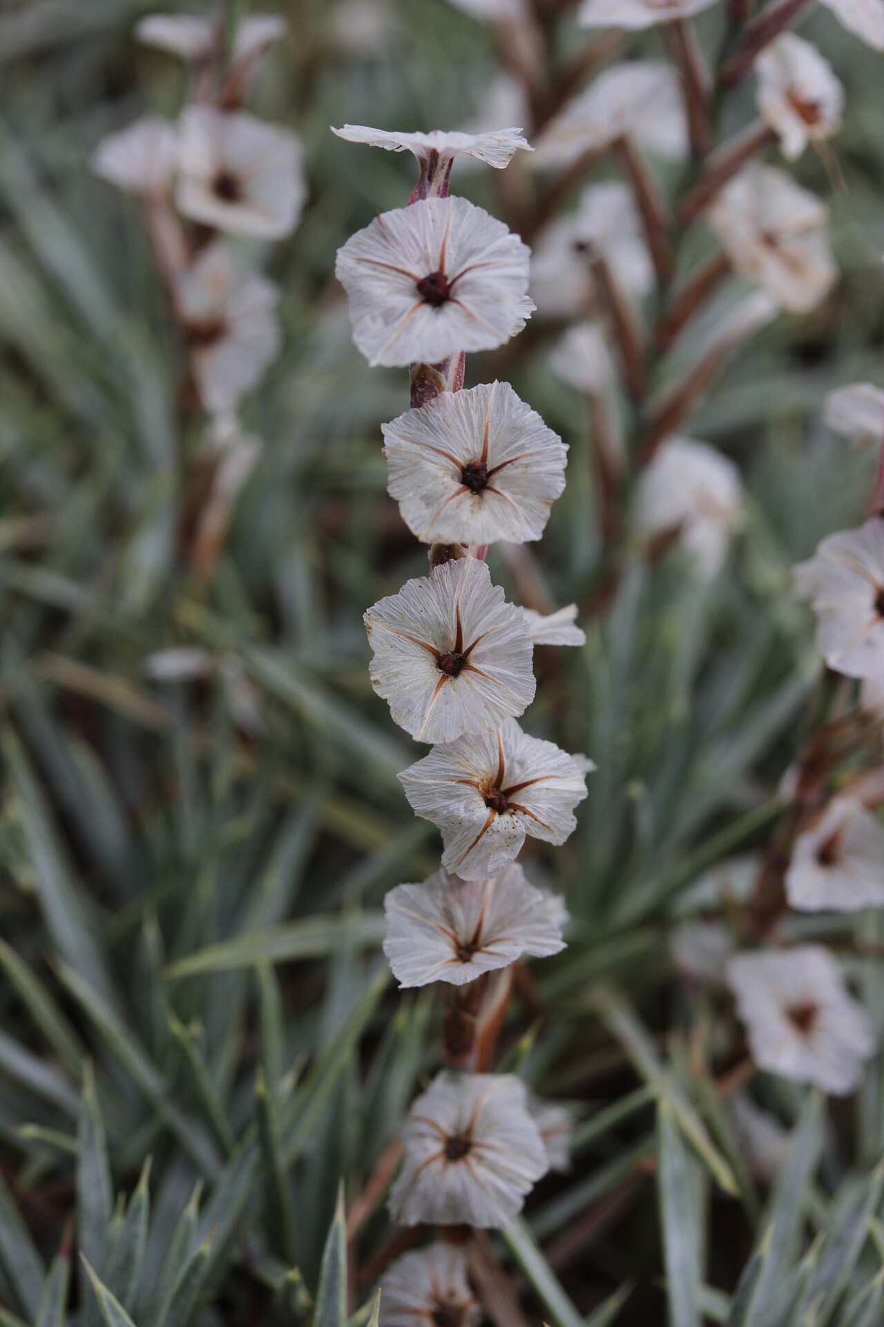 Acantholimon kotschyi: Prickly Thrift - Acantholimon kotschyi