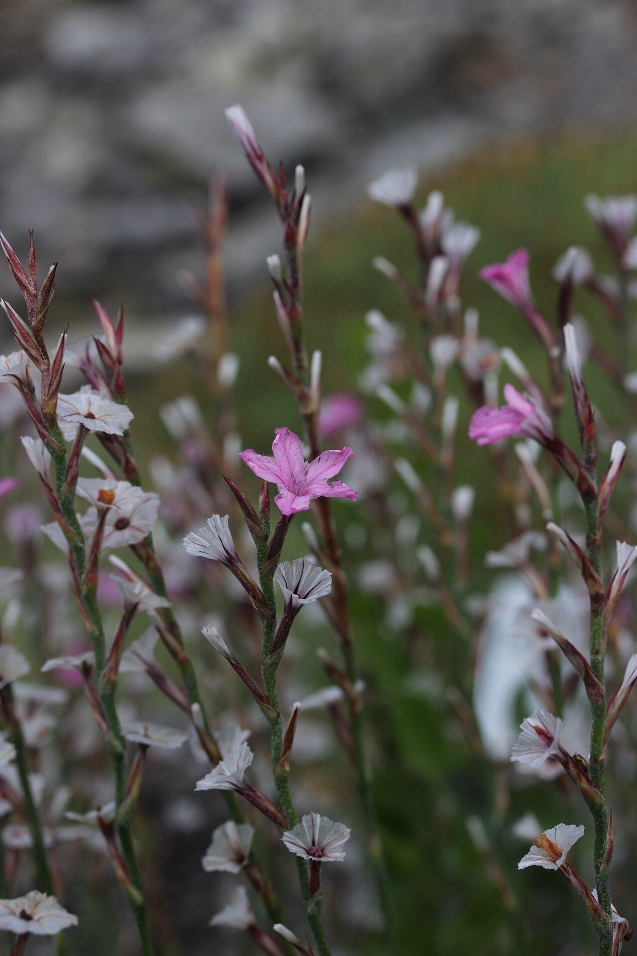 Acantholimon kotschyi: Prickly Thrift - Acantholimon kotschyi