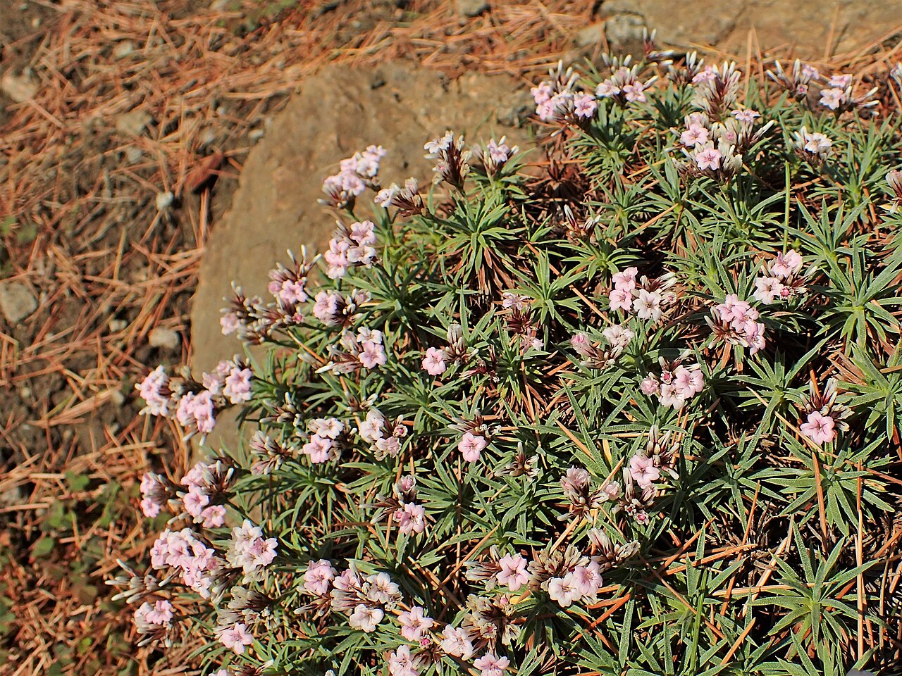 Acantholimon lycopodioides: Acantholimon lycopodioides in the Botanischer Garten, Berlin-Dahlem