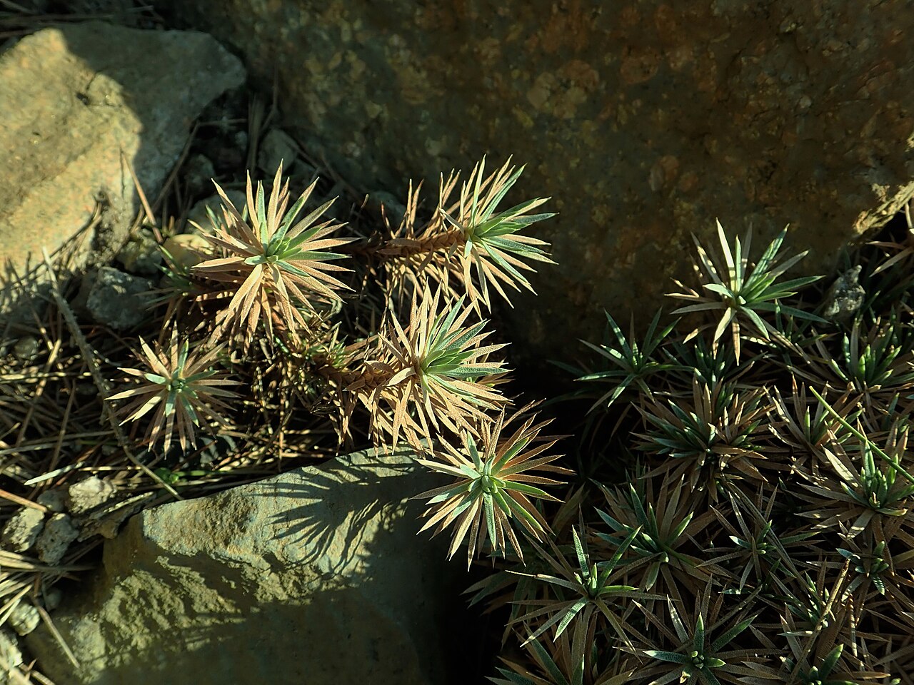 Acantholimon lycopodioides: Acantholimon lycopodioides , botanical garden in Berlin.