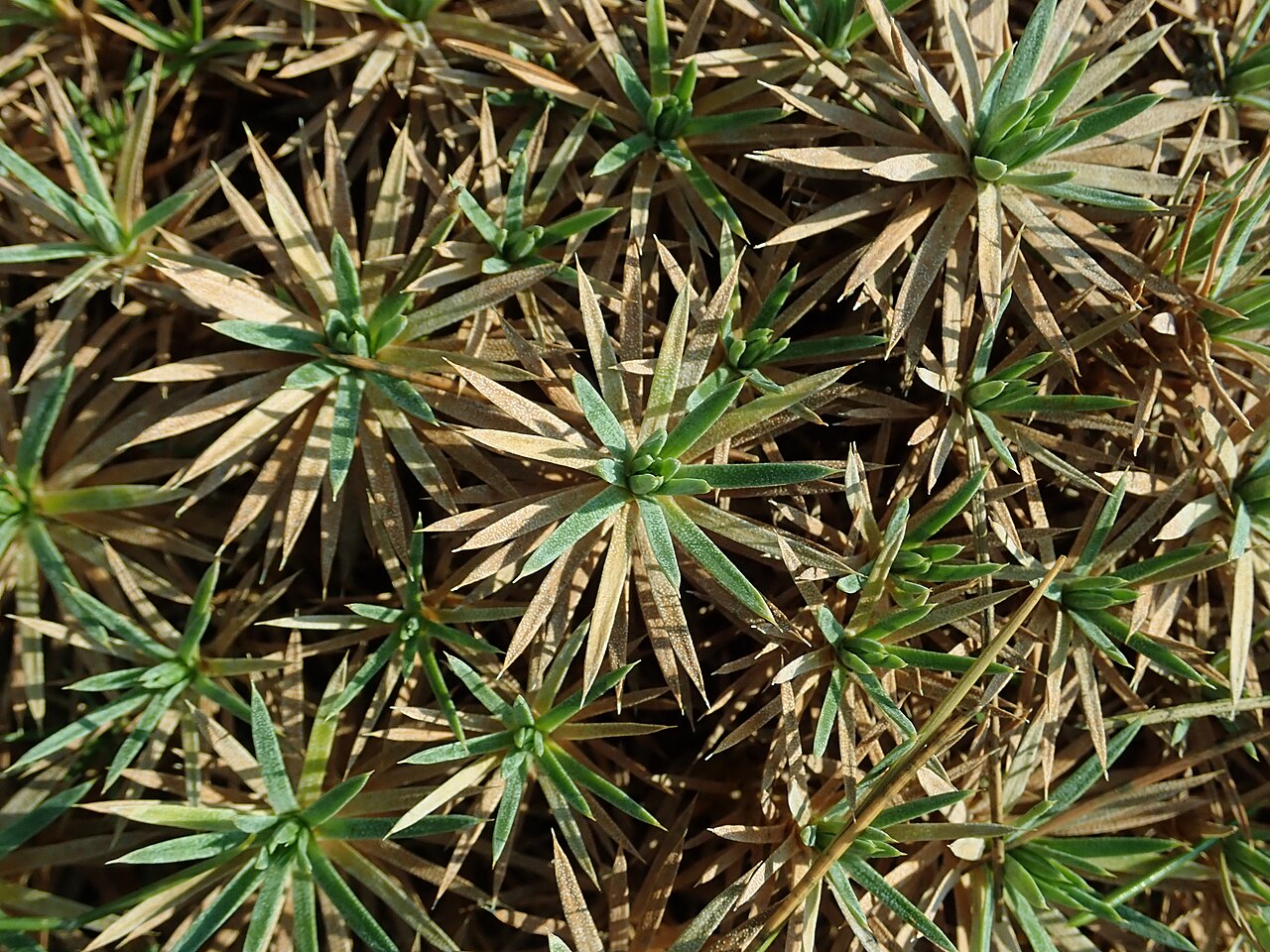Acantholimon lycopodioides: Acantholimon lycopodioides , botanical garden in Berlin.