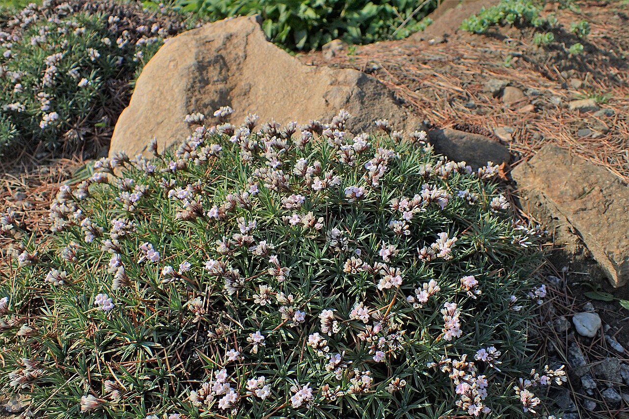 Acantholimon lycopodioides: Acantholimon lycopodioides in the Botanischer Garten, Berlin-Dahlem