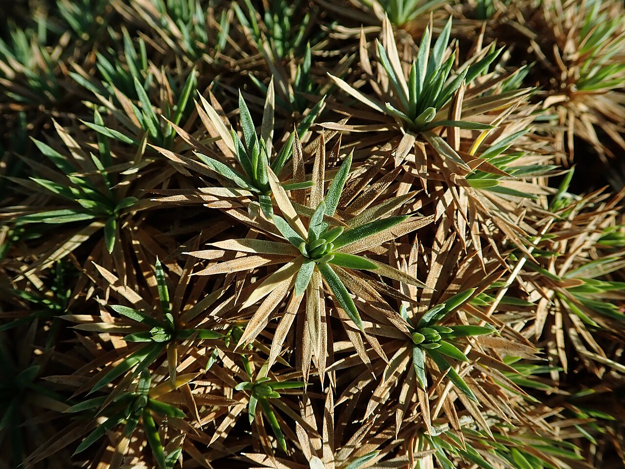 Acantholimon lycopodioides: Acantholimon lycopodioides , botanical garden in Berlin.