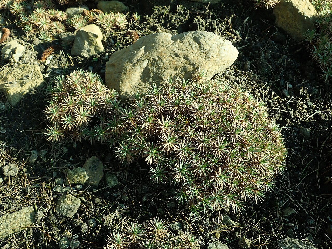 Acantholimon lycopodioides: Acantholimon lycopodioides , botanical garden in Berlin.