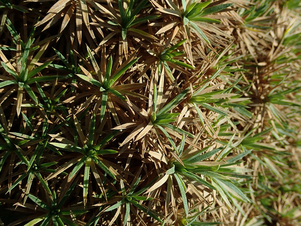 Acantholimon lycopodioides: Acantholimon lycopodioides , botanical garden in Berlin.