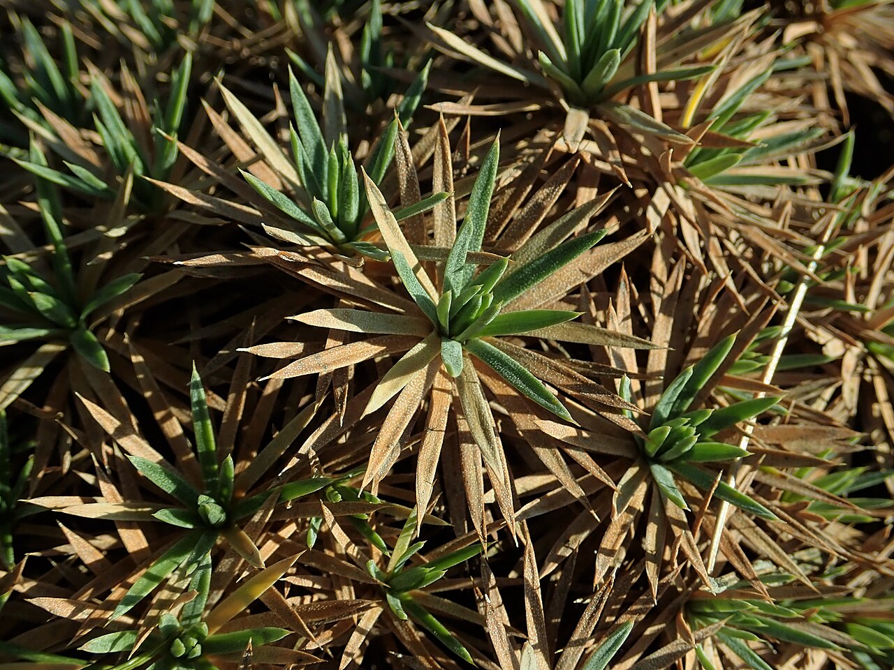 Acantholimon lycopodioides: Acantholimon lycopodioides , botanical garden in Berlin.