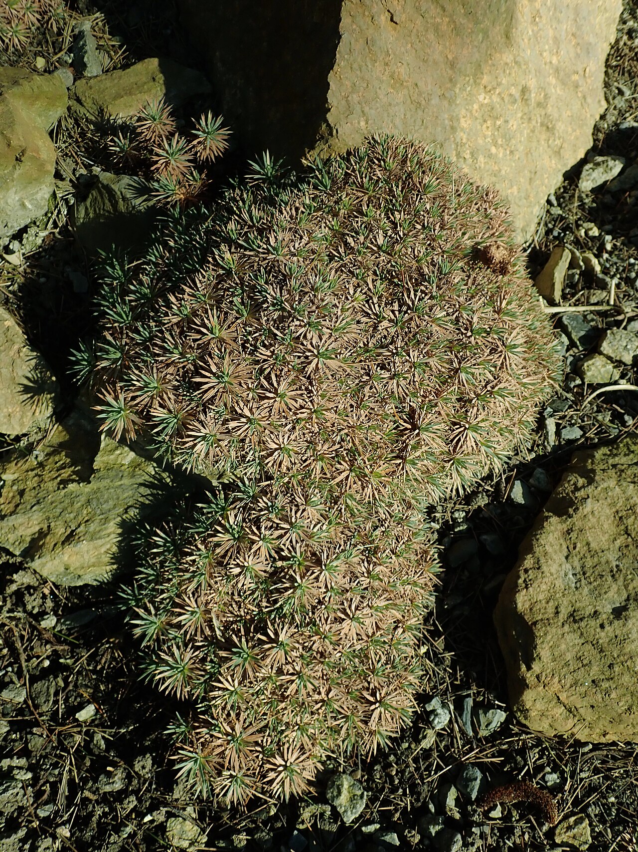 Acantholimon lycopodioides: Acantholimon lycopodioides , botanical garden in Berlin.
