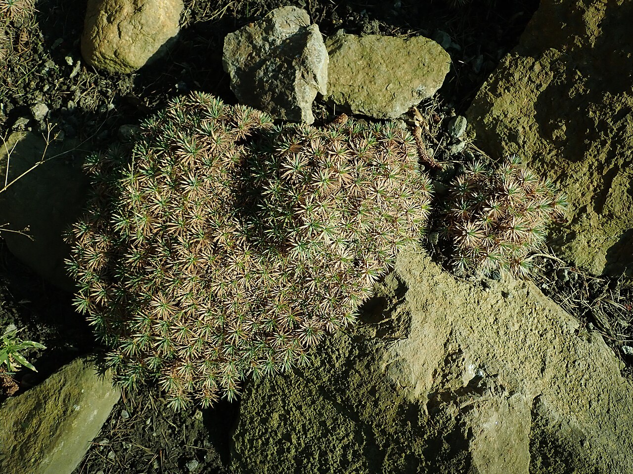 Acantholimon lycopodioides: Acantholimon lycopodioides , botanical garden in Berlin.