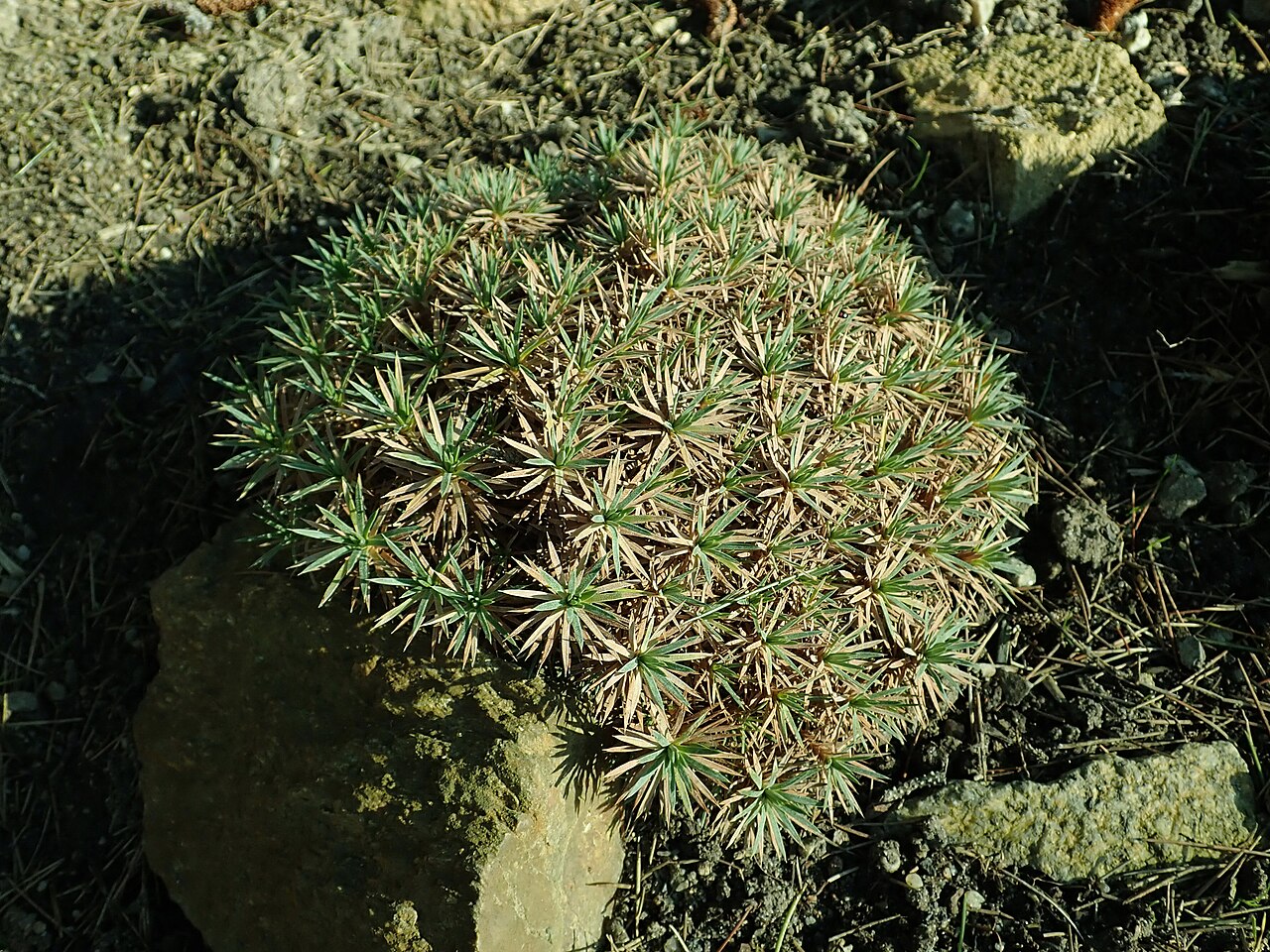Acantholimon lycopodioides: Acantholimon lycopodioides , botanical garden in Berlin.