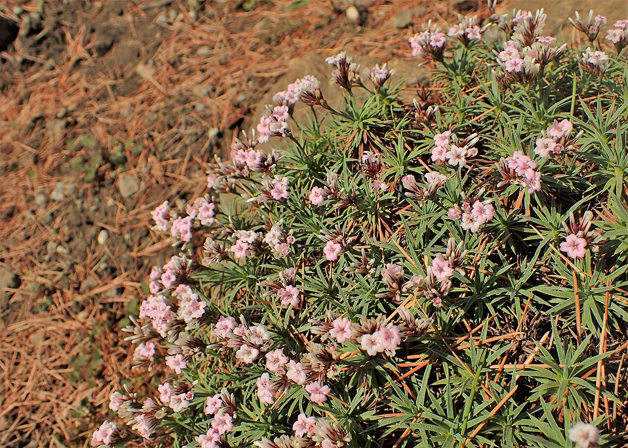 Acantholimon lycopodioides: Acantholimon lycopodioides in the Botanischer Garten, Berlin-Dahlem