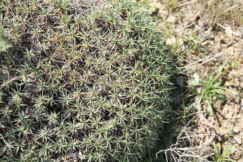 Acantholimon nabievii (Acantholimon nabievii)
