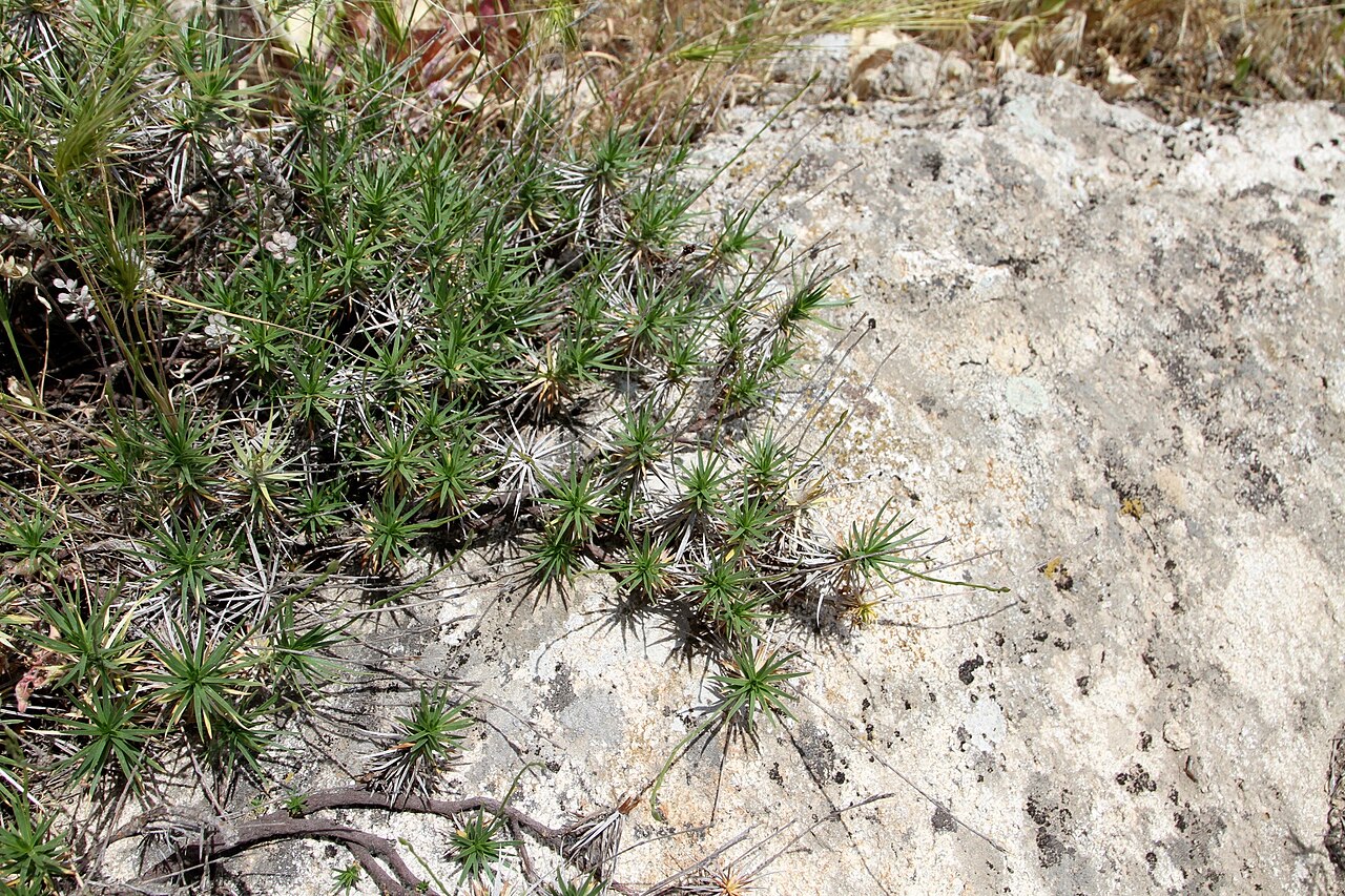 Acantholimon sarawschanicum: Uzbekistan, Gissar-Alai, Takhtakaracha pass, 1660m