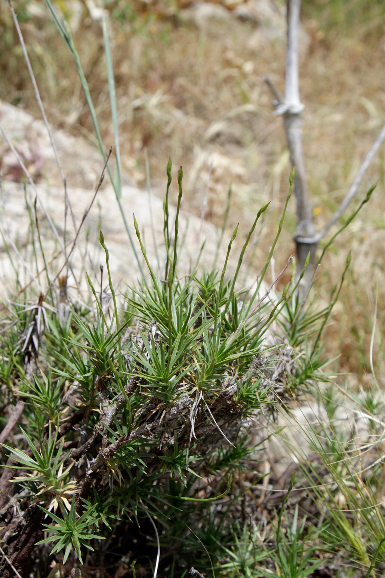 Acantholimon sarawschanicum: Uzbekistan, Gissar-Alai, Takhtakaracha pass, 1660m