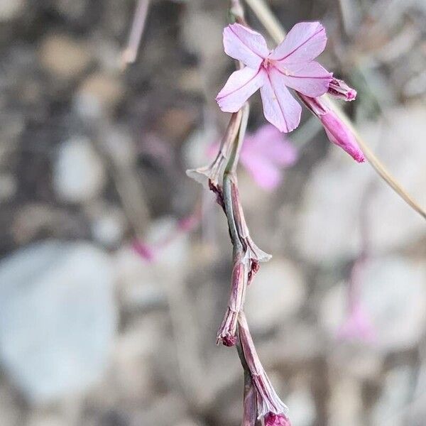 Acantholimon scorpius (Acantholimon scorpius)