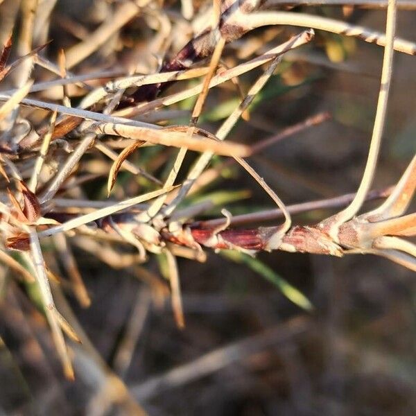 Acantholimon scorpius (Acantholimon scorpius)