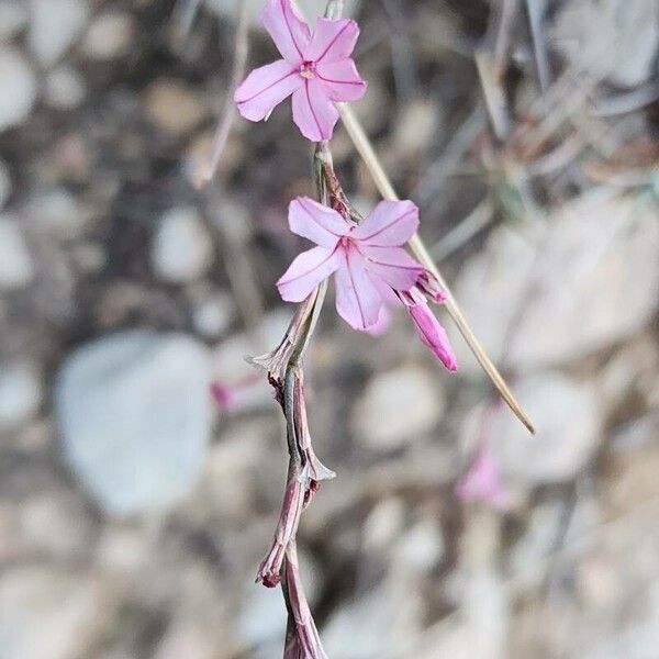Acantholimon scorpius (Acantholimon scorpius)