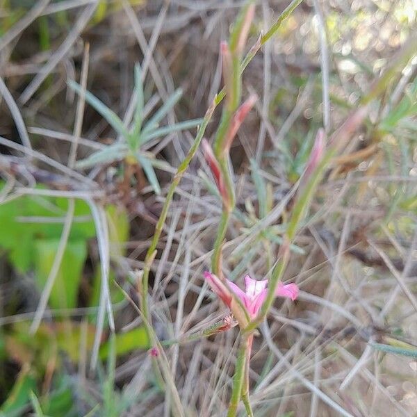 Acantholimon scorpius (Acantholimon scorpius)