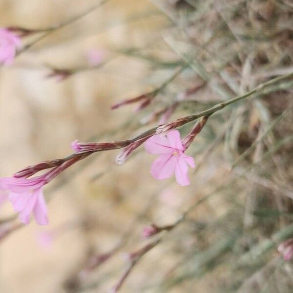 Acantholimon scorpius (Acantholimon scorpius)