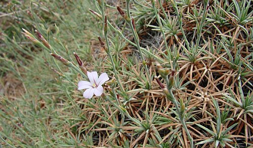Acantholimon zakirovii: Acantholimon zakirovii Beshko, Turczaninowia 18(1): 19 (2015).