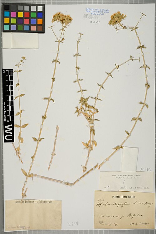 Acanthophyllum elatius: Acanthophyllum elatius — Herbarium specimen from In arenosis pr. Bepenten., Turkmenistan. Collected by Litwinow,D. Plantae Turcomaniae 747 (1898-05-24). Recorde
