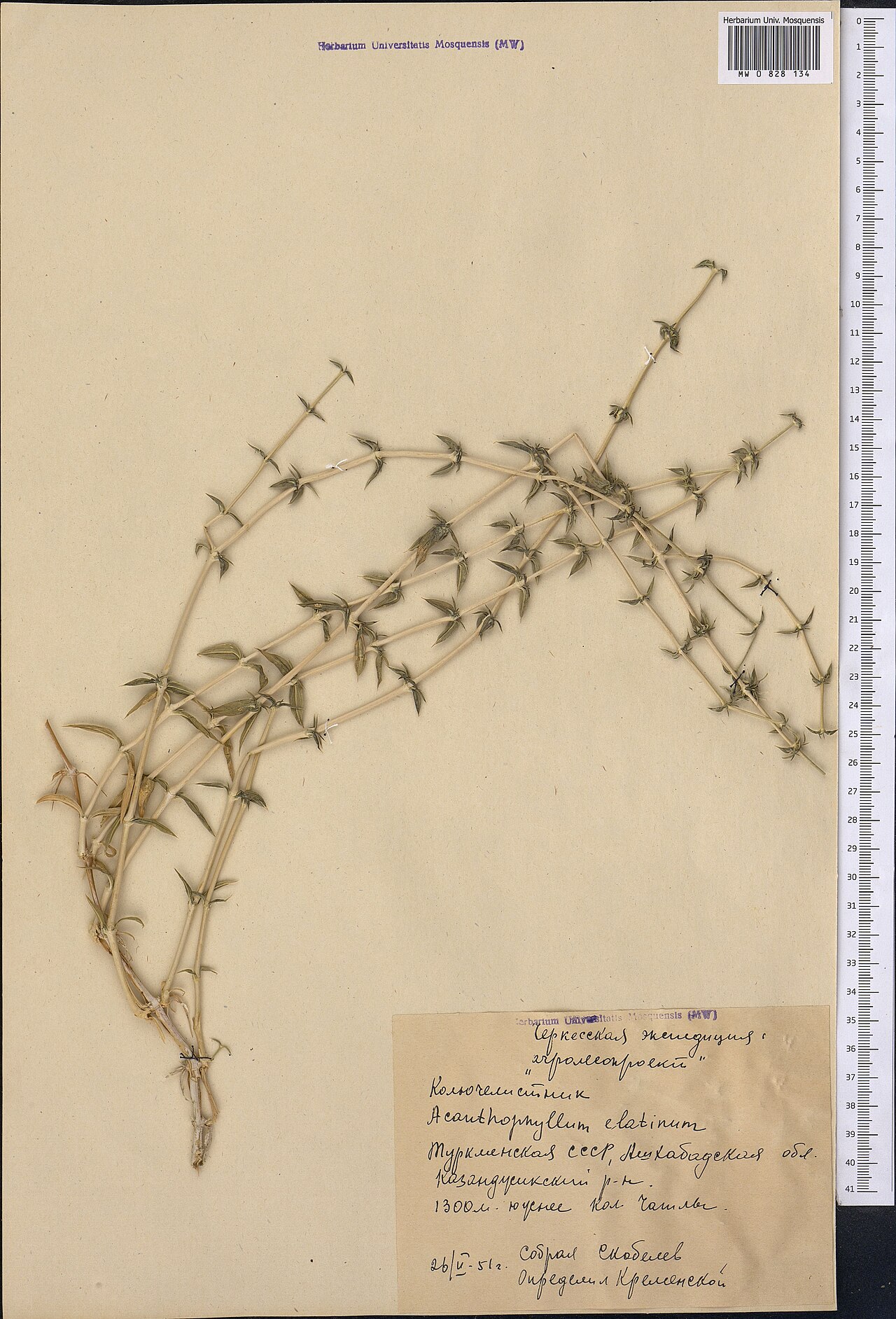 Acanthophyllum elatius: Acanthophyllum elatius — Herbarium specimen from Turkmenistan. Collected by Skobelev (1951-05-26). Recorded in GBIF occurrence 1798999849 .
