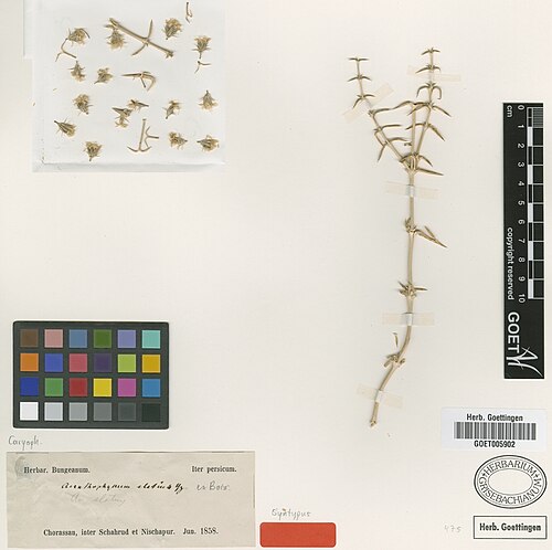 Acanthophyllum elatius: Acanthophyllum elatius — Herbarium specimen from [Iran] Chorassan, inter Schahrud et Nischapur., Iran. Collected by Bunge, A.A.v. (no. s.n.) (1858). Recorded in