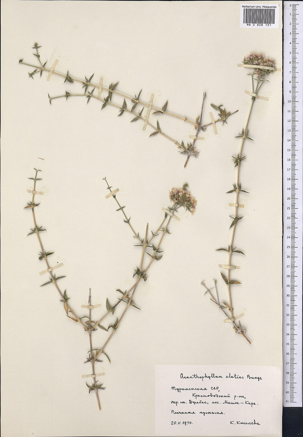Acanthophyllum elatius: Acanthophyllum elatius — Herbarium specimen from Turkmenistan. Collected by Kiseleva K. (1970-05-20). Recorded in GBIF occurrence 1798999929 .