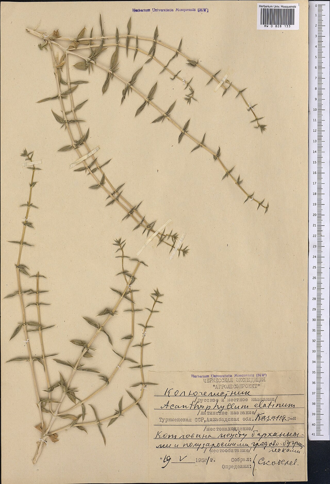 Acanthophyllum elatius: Acanthophyllum elatius — Herbarium specimen from Turkmenistan. Collected by Skobelev (1951-05-19). Recorded in GBIF occurrence 1798999864 .