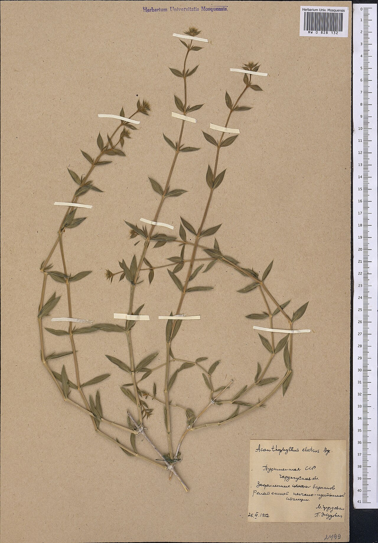 Acanthophyllum elatius: Acanthophyllum elatius — Herbarium specimen from Turkmenistan. Collected by Gruzdeva M. (1952-04-25). Recorded in GBIF occurrence 1798999829 .