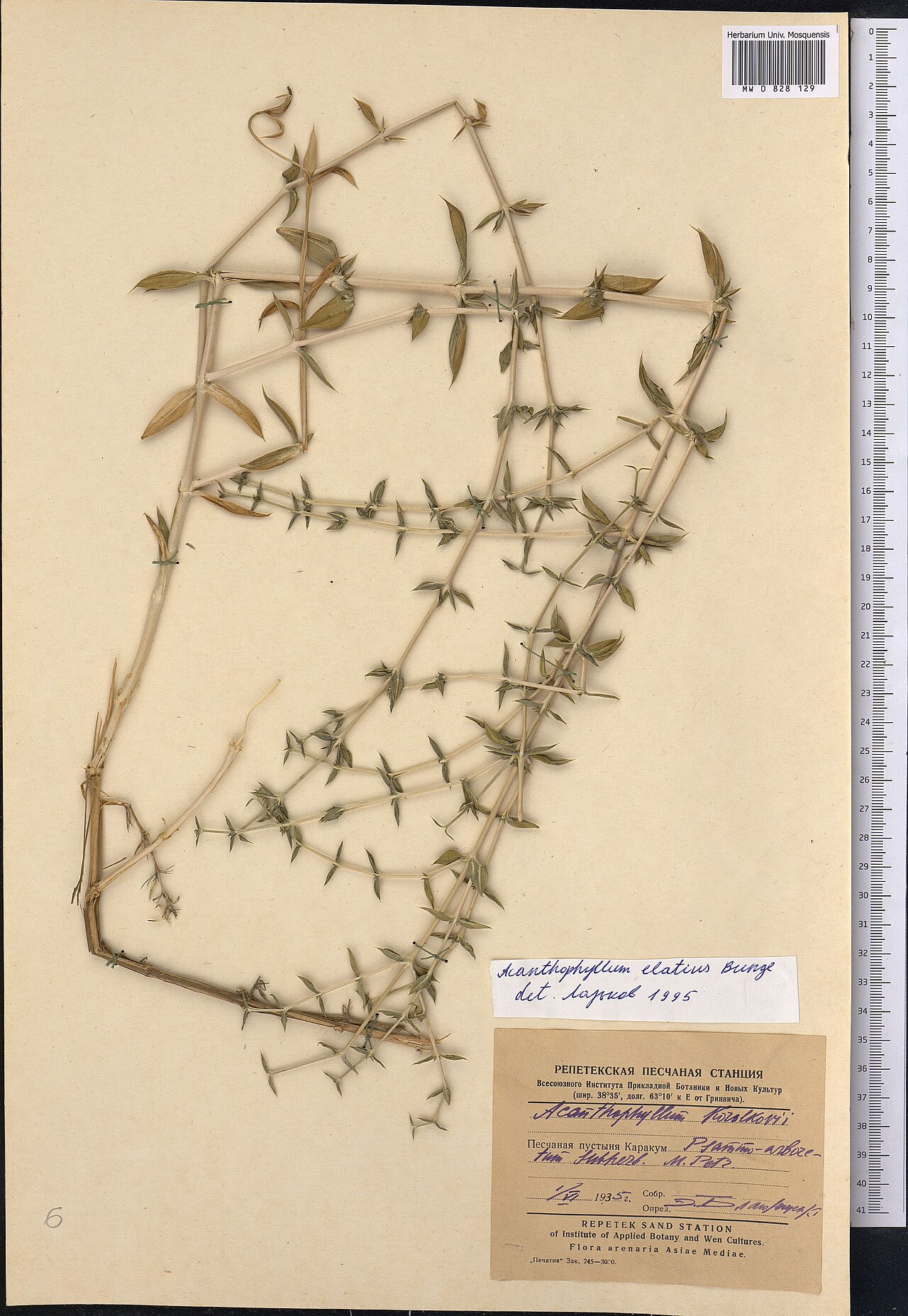 Acanthophyllum elatius: Acanthophyllum elatius — Herbarium specimen from Turkmenistan. Collected by Blagoveschenskiy Eh. (1935-06-01). Recorded in GBIF occurrence 1798999798 .