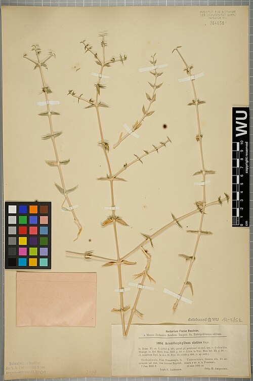 Acanthophyllum elatius: Acanthophyllum elatius — Herbarium specimen from Turkestania. Prov. Transcaspia. In arenosis ad stat. viae ferreae Repetek., Turkmenistan. Collected by Androsso