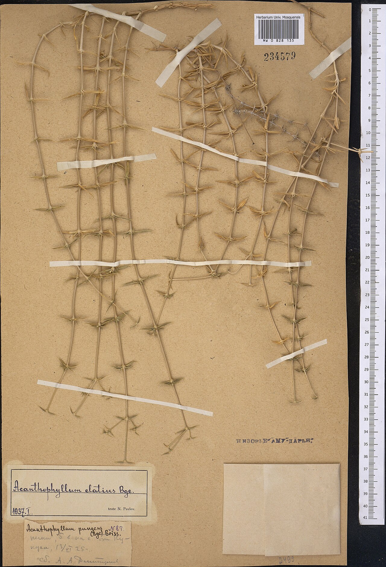 Acanthophyllum elatius: Acanthophyllum elatius — Herbarium specimen. Collected by Dmitriev A. A. (1925-06-13). Recorded in GBIF occurrence 1798999853 .