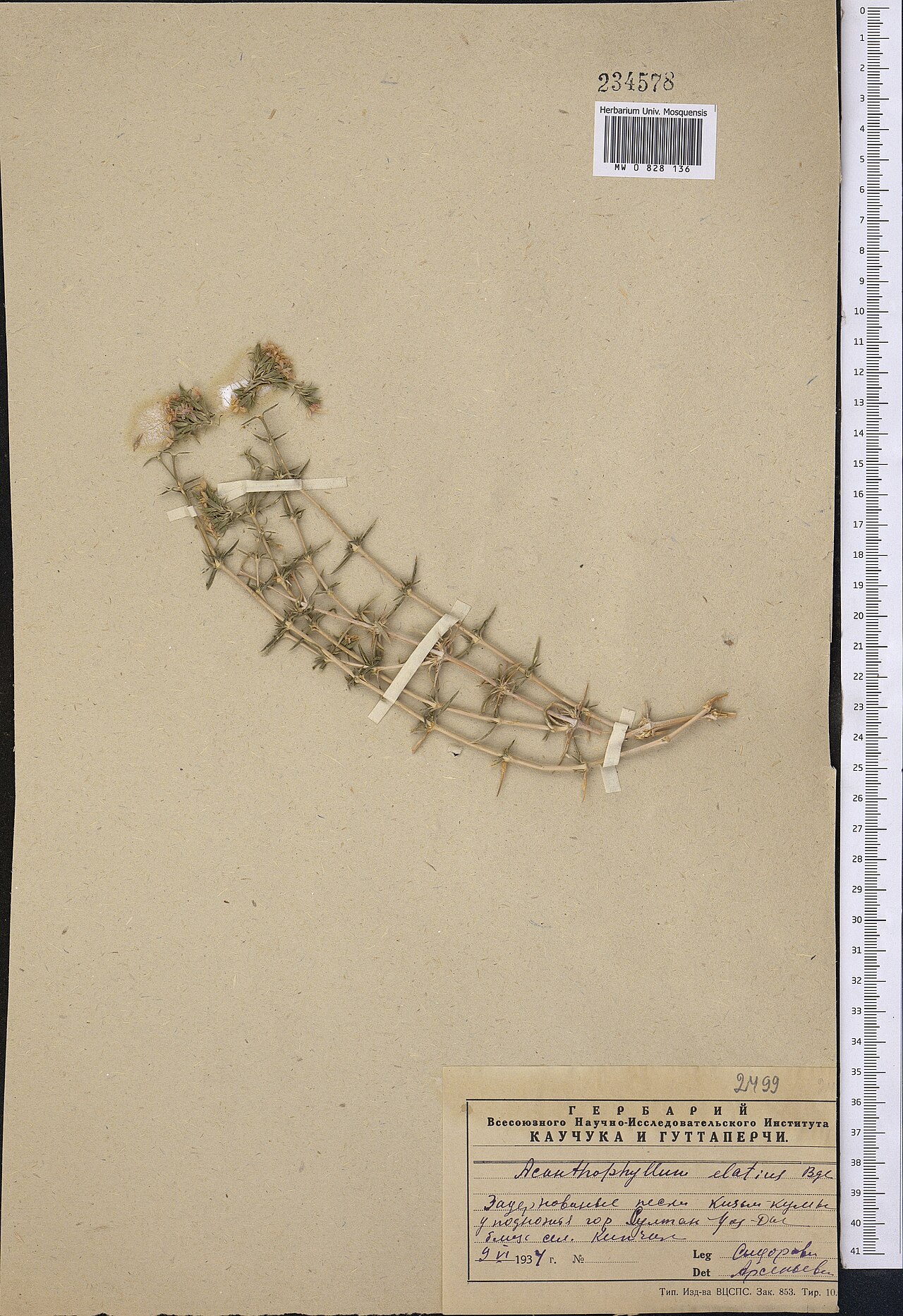 Acanthophyllum elatius: Acanthophyllum elatius — Herbarium specimen. Collected by Sidorova (1934-06-09). Recorded in GBIF occurrence 1798999911 .
