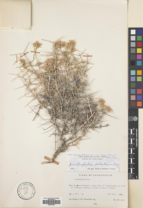 Acanthophyllum pachystegium: Acanthophyllum pachystegium — Herbarium specimen from Mazar-i-Sharif, SE of Tashqurghan on road to Samangan (Aybak), Afghanistan. Habitat: Rocky slopes of gorge