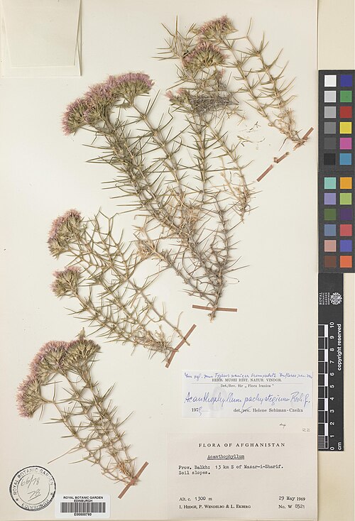 Acanthophyllum pachystegium: Acanthophyllum pachystegium — Herbarium specimen from Balkh, 13 km S of Mazar-i-Sharif, Afghanistan. Habitat: Soil slopes. Collected by Wendelbo, Per Erland Ber