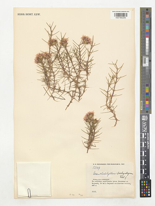 Acanthophyllum pachystegium: Acanthophyllum pachystegium — Herbarium specimen from Khorasan; inter Shahabad et Bojnurd, 36 km a Bojnurd occidentem versus, Iran. Collected by Rechinger, K.H.