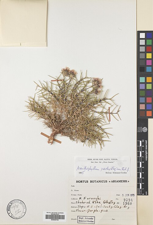 Acanthophyllum pachystegium: Acanthophyllum pachystegium — Herbarium specimen from Shahrud. Kuhe Ghatry, Iran. Collected by Foroughi, H. (1973-06-09). Recorded in GBIF occurrence 575358023