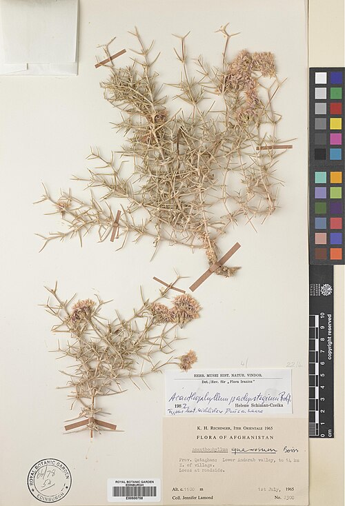 Acanthophyllum pachystegium: Acanthophyllum pachystegium — Herbarium specimen from Qataghan, Lower Andarab valley, to 14 km E of village, Afghanistan. Collected by Lamond, Jennifer M. (1965