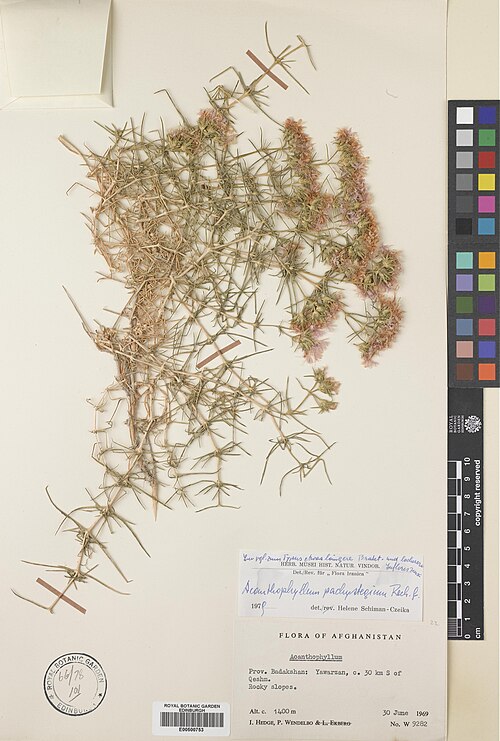 Acanthophyllum pachystegium: Acanthophyllum pachystegium — Herbarium specimen from Badakhshan, Yawarzan, c. 30 km S of Qeshm, Afghanistan. Habitat: Rocky slopes. Collected by Hedge, Ian Cha