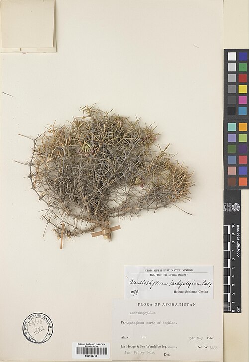 Acanthophyllum pachystegium: Acanthophyllum pachystegium — Herbarium specimen from Qataghan, N of Baghlan, Afghanistan. Collected by Hedge, Ian Charleson & Wendelbo, Per Erland Berg (1962-0