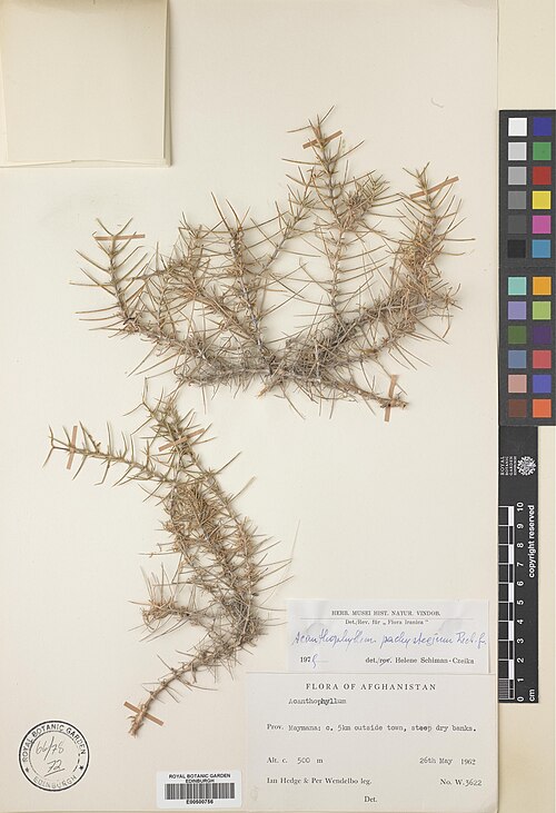 Acanthophyllum pachystegium: Acanthophyllum pachystegium — Herbarium specimen from Maymana, c. 5 km outside town, Afghanistan. Collected by Hedge, Ian Charleson & Wendelbo, Per Erland Berg