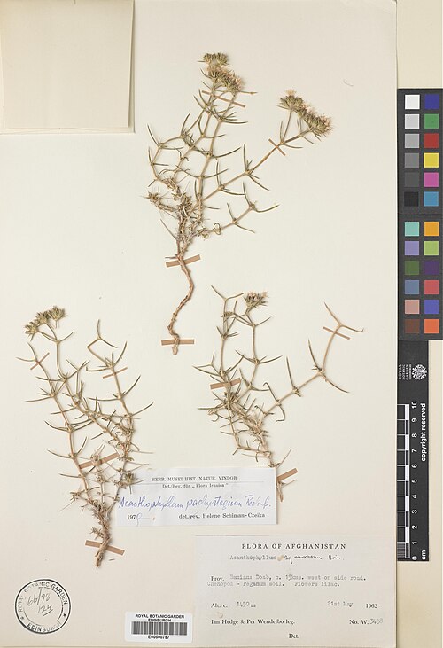 Acanthophyllum pachystegium: Acanthophyllum pachystegium — Herbarium specimen from Bamian, Doab, c. 15 km W on side road, Afghanistan. Habitat: Chenopod-Paganum soil. Collected by Hedge, Ia