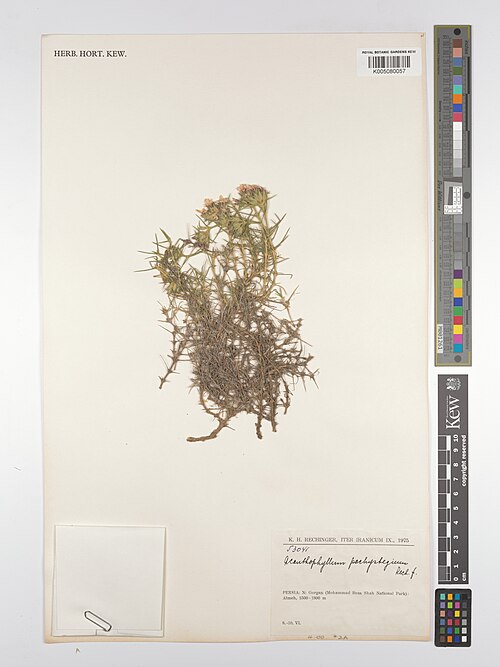 Acanthophyllum pachystegium: Acanthophyllum pachystegium — Herbarium specimen from N, Gorgan (Mohammad Reza Shah National Park), ; Almeh, Iran. Collected by Rechinger, K.H. (1975-06-08). Re