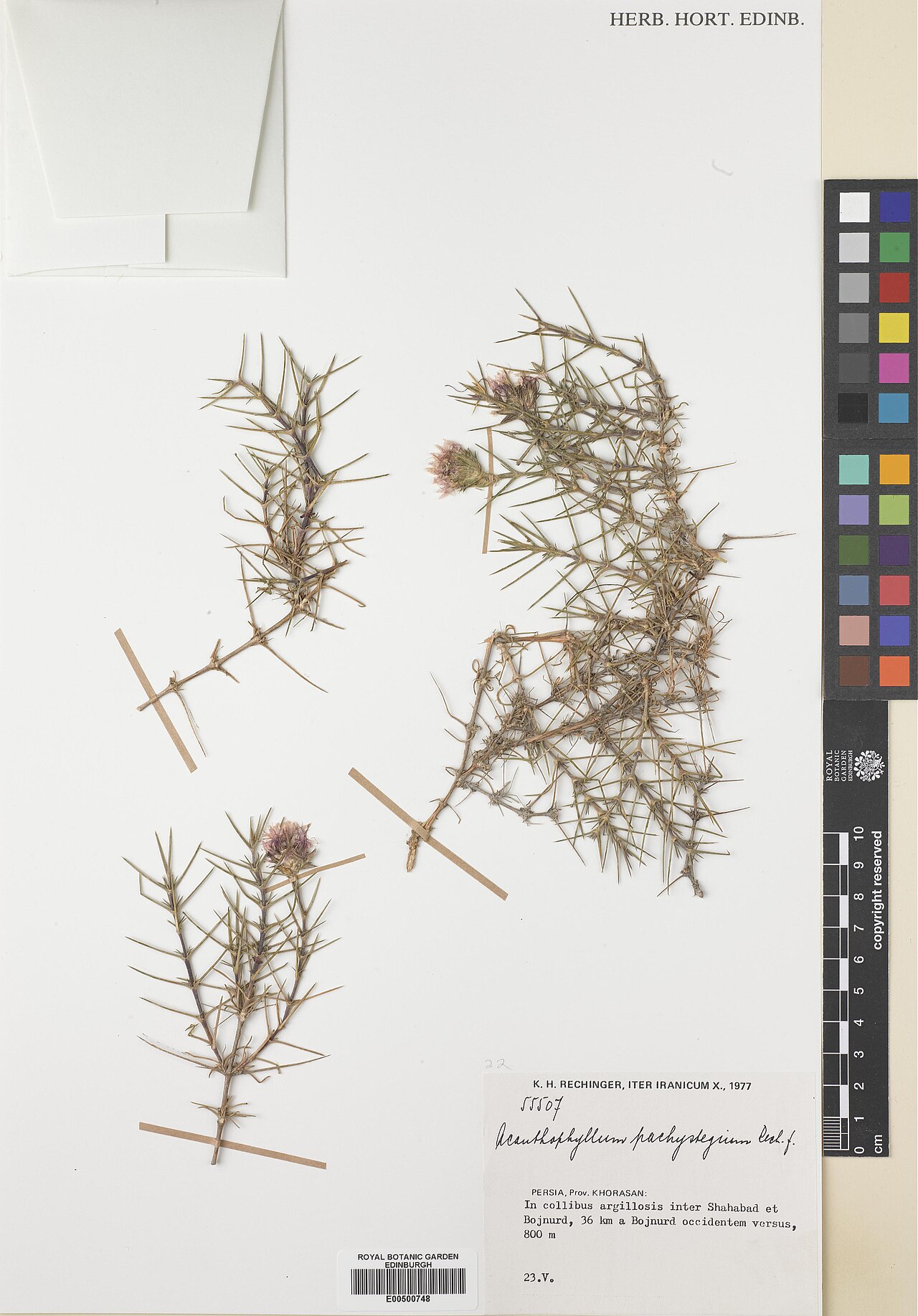 Acanthophyllum pachystegium: Acanthophyllum pachystegium — Herbarium specimen from Khorasan, In collibus argillosis inter Shahabad et Bojnurd, 36 km a Bojnurd occidentem versus, Iran. Colle