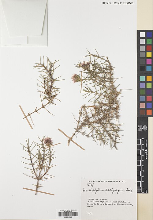 Acanthophyllum pachystegium: Acanthophyllum pachystegium — Herbarium specimen from Khorasan, In collibus argillosis inter Shahabad et Bojnurd, 36 km a Bojnurd occidentem versus, Iran. Colle